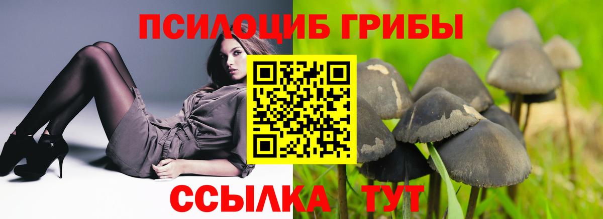 Псилоцибиновые грибы Cubensis  Вход с VPN  Ростов-на-Дону 
